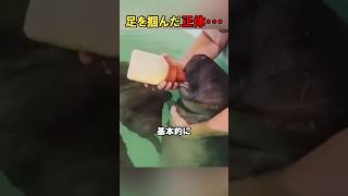 海で謎の動物に足を掴まれた！その動物の正体とは…