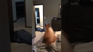 How to trick a dog at home, fun jokes joke video