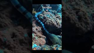 Sea Snake Vs Sea Eel fight