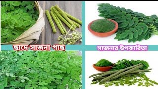 আমার ছাদ বাগানে সজনে গাছের  ফুল||My Roof Farden Tree||