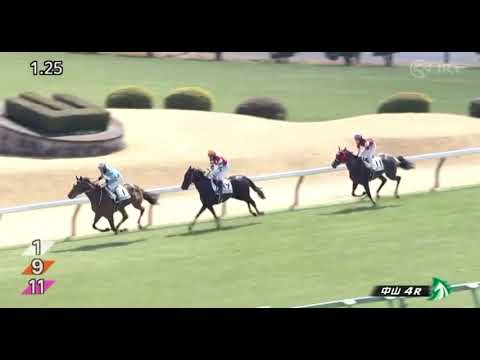 2025/3/9 中山4r 障害未勝利 大量落馬 1・2番人気を含む5頭が落馬