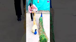 Information about peacock #peacock #shorts #bdsports #love #song #bollywood #hindisong