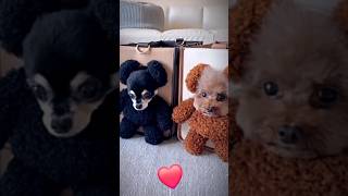 FUNNY animals #shorts #lucuabis #funnyfails #failsfunny