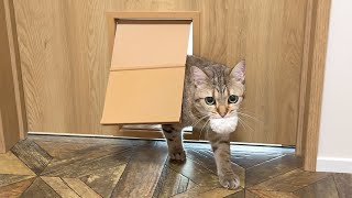 無限ループで遊びの催促してくる猫が可愛い…