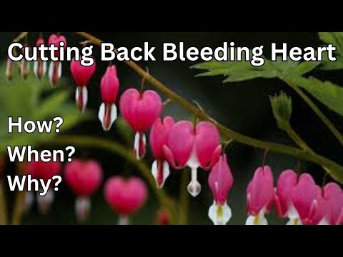 How To Cut Back Prune Bleeding Heart