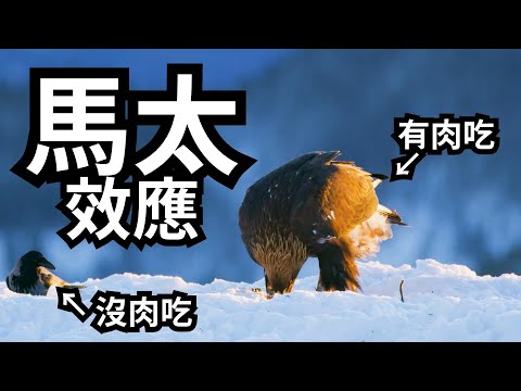 马太效应，雪球式优势累积 | 爱丽丝与兔子洞 Alice & Rabbit Hole