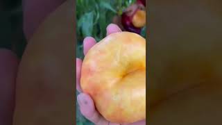 Are Your Fruits Safe? Unlock The Secrets of Safe Tree Harvesting