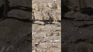 #SnowLeopard#WildlifeChase#NatureDrama#EpicHunt#AnimalKingdom#foryou#foryoupage#fyp