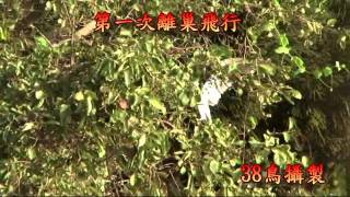 黑翅鳶幼鳥離巢