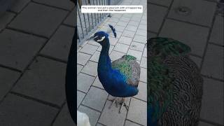 This woman rescued a peacock with a trapped leg, and then this happened.