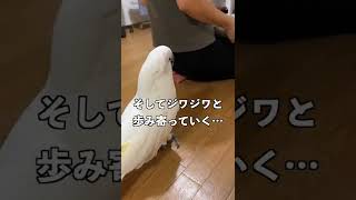 甘えたいけど適切なタイミングを見極める戦略家オウム#shorts