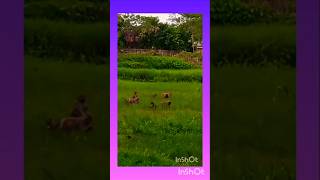 Monkey's sound #monkey #animals #cute #monkeysounds #yt #youtube #indian video #shorts #tendring