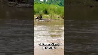 Chitwan national park nepal #shorts
