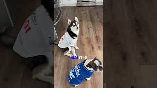 In honor of baseball opening weekend! #doglover #mlb #gododgers #dogowner #baseballdreams