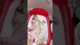 正在洗澡的狗狗突然不動了，主人非常緊張對著狗狗一通“拍打”，結果狗狗竟然是睡著了！