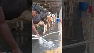 My daily morning routine in the cowshed #my #cowshed #morning #routine