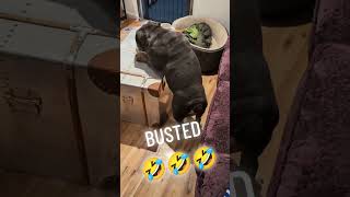 Funny dog 🤣🤣 #tiktok #laugher #funnydog #funnypet #cute #dog # #doglover #shortvideo #funnypet
