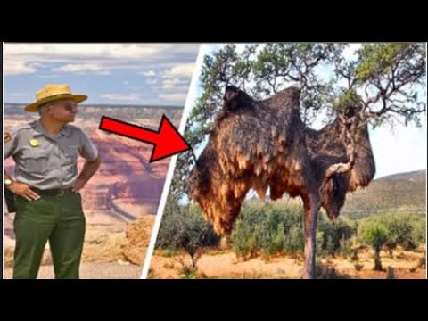 Park Ranger's Shocking Discovery: What He Found Will Leave You Speechless! #truestory