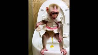 #cutemonkey #monkey #monkeys #monkeysofinstagram #monkeylove #babymonkey #funnymonkey❤️❤️❤️❤️❤️