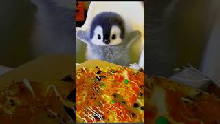 baby penguin eating delicious pizza🍕😋#petlovers #penguin #shorts