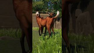 ADORABLE Maned Wolf Encounter 🥹🦊 | Planet Zoo Moment