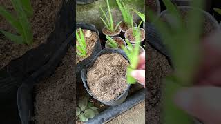 Try growing aloe vera in this way aloe vera will grow fast #shorts