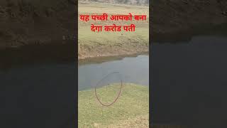 यह पच्छी आपको बना देगा करोड पती #vlog #nature #funny #dham#topvideo