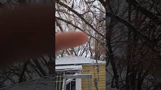 What would you charge? #arborist #shortvideo #treeclimber #short #treework #arblife  #shortsvideo