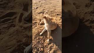 #dog #vlog #videocamera #subscribe #puppy #videoequipment #like #animal #daru #vlogcamera