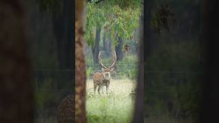 Beautiful Shaped Chital Deer Stag, Australia
