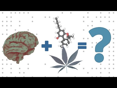 Your Brain and THC