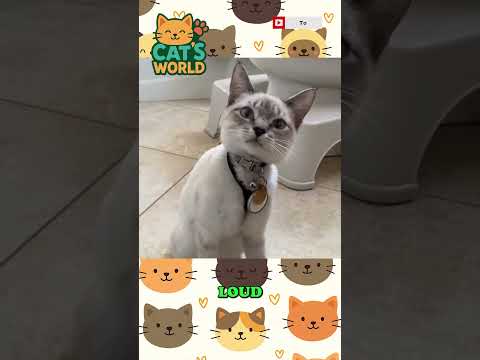 Discover the SECRET Life of Cats!