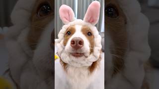 穴を見ると顔を突っ込んじゃう犬達が可愛すぎ😂【ボーダーコリー・オーストラリアンシェパード】#shorts