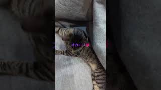 猫のかくれんぼ