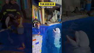 白鲸安全意识好强#白鲸有多聪明  #消防安全  #大连圣亚海洋世界  #清明节#白鲸也懂灭火