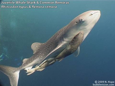 Diving Bunaken