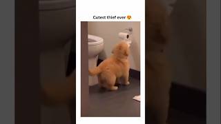 dogs being cute part 277 #cutegolden #funny #lovegoldens #funnyanimals #funnypets #petvideos #cute