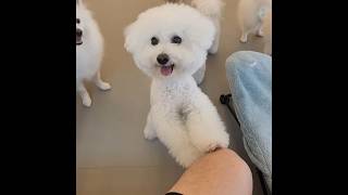 #강아지 공던져줄때까지 기다리는 가루💕