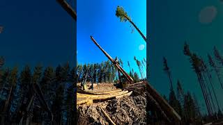 Fly by at the logging site