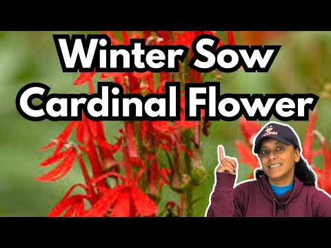 Grow Cardinal Flower From Seed | Winter Sowing | Perennial Garden HACK