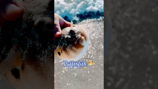 Little pufferfish #reggae #bobmarley #cool #fishing #awesome #song #fish #awesom