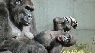 ゴリラのおもしろ動画 part1 / 東山動物園