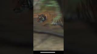 Asian tiger attack on !! #wildlife !! #tiger