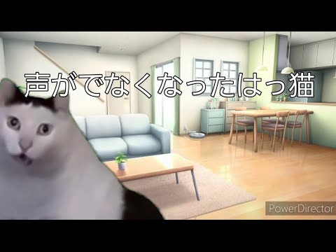 声がでなくなったはっ猫の日常