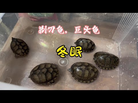 养了三年多的蛋龟，第一次尝试冬眠#剃刀龟#麝香龟#巨头蛋龟