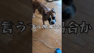 ハンマーは偉大 #犬のいる生活 #ボクサー犬 #ペット #大型犬のいる生活 #いぬ #コント #コントチャンネル #ドッグコント