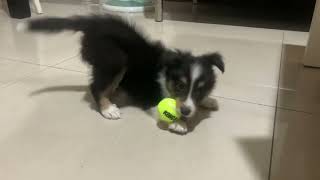 兩個月大喜樂蒂，玩到瘋掉 60 days Sheltie puppy play and sleep all day