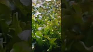 Farm Bot 100 Percent more Productive the per Square feet, Future of Humanity #bot #farming #farmbot