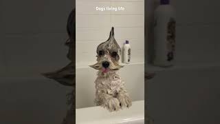 Dogs living life compilation #dogs #happydogs #dogshorts #doglife #petslover