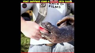 What Happens When A Tirtle Bites You 😯 #shorts #facts  #mirjaexplain #trendingshorts virtual reality